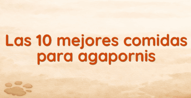 Las 10 mejores comidas para agapornis