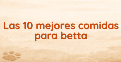 Las 10 mejores comidas para betta