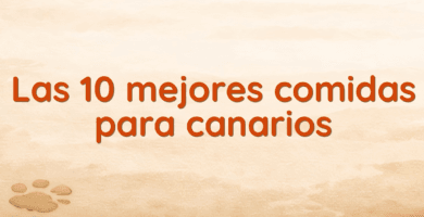 Las 10 mejores comidas para canarios Las 10 mejores comidas para canarios