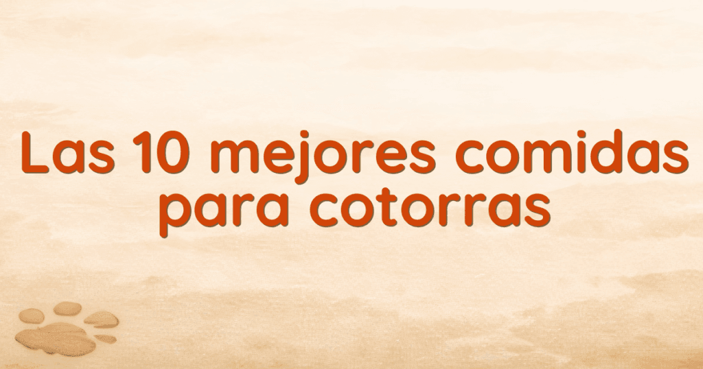 Las 10 mejores comidas para cotorras Las 10 mejores comidas para cotorras