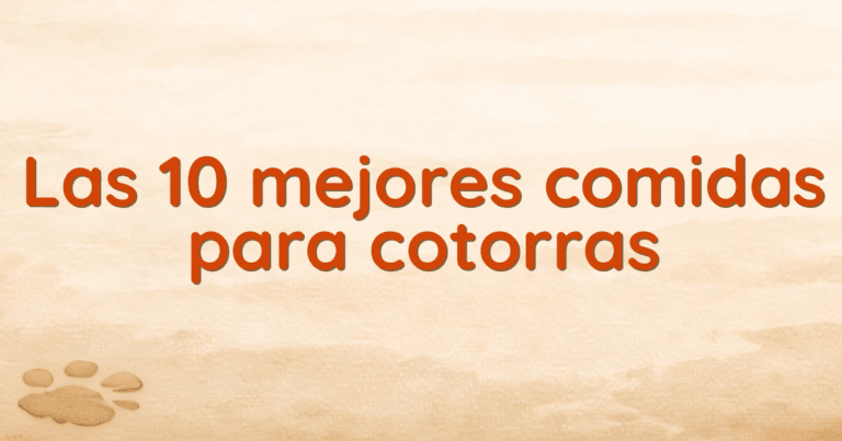 Las 10 mejores comidas para cotorras
