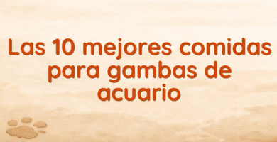 Las 10 mejores comidas para gambas de acuario Las 10 mejores comidas para gambas de acuario