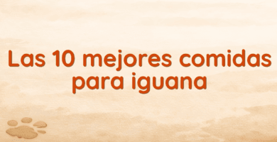 Las 10 mejores comidas para iguana