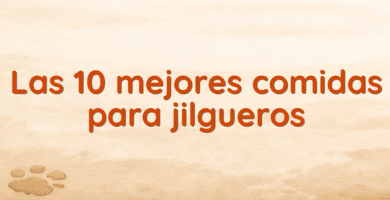Las 10 mejores comidas para jilgueros