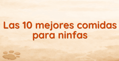 Las 10 mejores comidas para ninfas