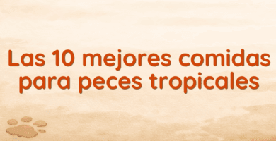 Las 10 mejores comidas para peces tropicales Las 10 mejores comidas para peces tropicales