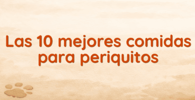 Las 10 mejores comidas para periquitos