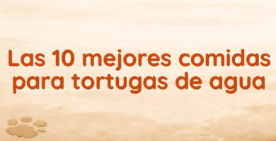 Las 10 mejores comidas para tortugas de agua Las 10 mejores comidas para tortugas de agua