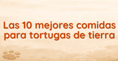 Las 10 mejores comidas para tortugas de tierra