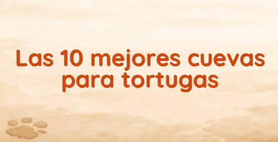 Las 10 mejores cuevas para tortugas
