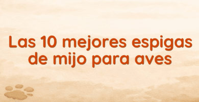 Las 10 mejores espigas de mijo para aves