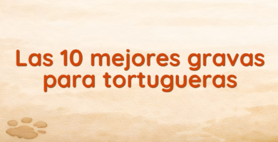 Las 10 mejores gravas para tortugueras