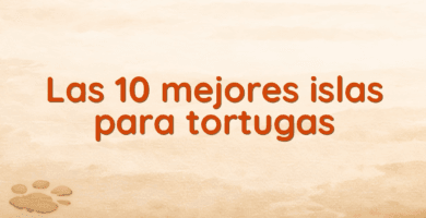 Las 10 mejores islas para tortugas Las 10 mejores islas para tortugas