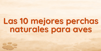 Las 10 mejores perchas naturales para aves Las 10 mejores perchas naturales para aves