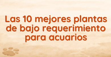 Las 10 mejores plantas de bajo requerimiento para acuarios Las 10 mejores plantas de bajo requerimiento para acuarios