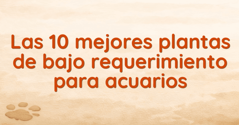 Las 10 mejores plantas de bajo requerimiento para acuarios Las 10 mejores plantas de bajo requerimiento para acuarios
