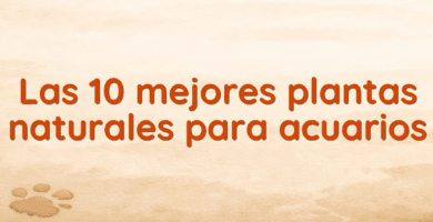 Las 10 mejores plantas naturales para acuarios