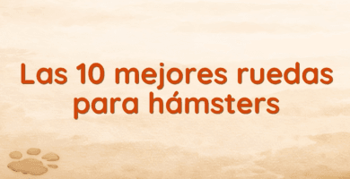 Las 10 mejores ruedas para hámsters Las 10 mejores ruedas para hámsters