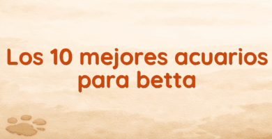 Los 10 mejores acuarios para betta