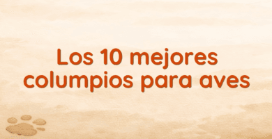 Los 10 mejores columpios para aves