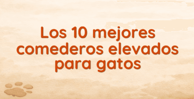 Los 10 mejores comederos elevados para gatos