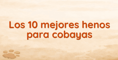 Los 10 mejores henos para cobayas Los 10 mejores henos para cobayas