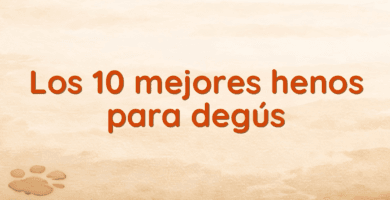 Los 10 mejores henos para degús