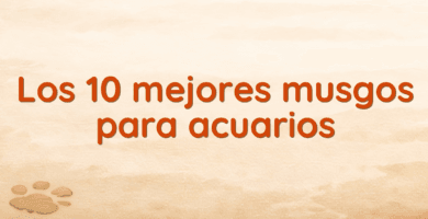 Los 10 mejores musgos para acuarios