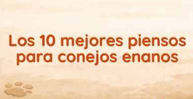 Los 10 mejores piensos para conejos enanos Los 10 mejores piensos para conejos enanos