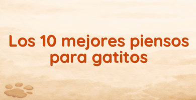 Los 10 mejores piensos para gatitos