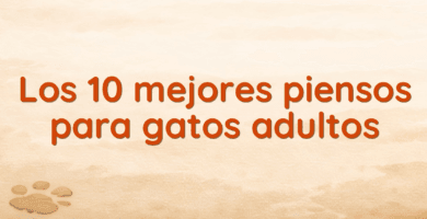 Los 10 mejores piensos para gatos adultos Los 10 mejores piensos para gatos adultos