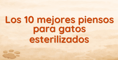 Los 10 mejores piensos para gatos esterilizados