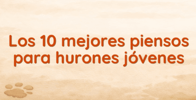 Los 10 mejores piensos para hurones jóvenes Los 10 mejores piensos para hurones jóvenes