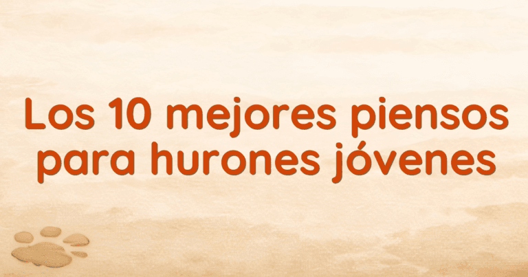 Los 10 mejores piensos para hurones jóvenes Los 10 mejores piensos para hurones jóvenes