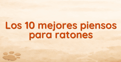 Los 10 mejores piensos para ratones