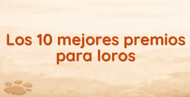 Los 10 mejores premios para loros