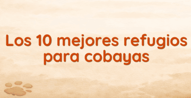 Los 10 mejores refugios para cobayas