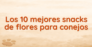 Los 10 mejores snacks de flores para conejos