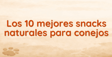 Los 10 mejores snacks naturales para conejos Los 10 mejores snacks naturales para conejos
