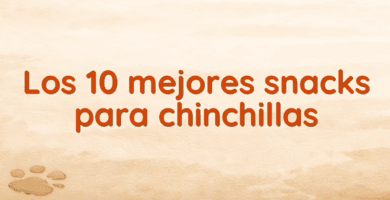 Los 10 mejores snacks para chinchillas