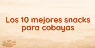 Los 10 mejores snacks para cobayas Los 10 mejores snacks para cobayas