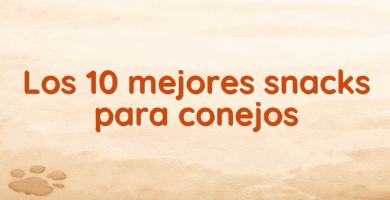 Los 10 mejores snacks para conejos