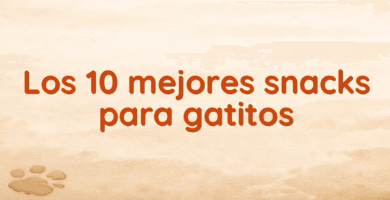 Los 10 mejores snacks para gatitos Los 10 mejores snacks para gatitos