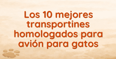 Los 10 mejores transportines homologados para avión para gatos